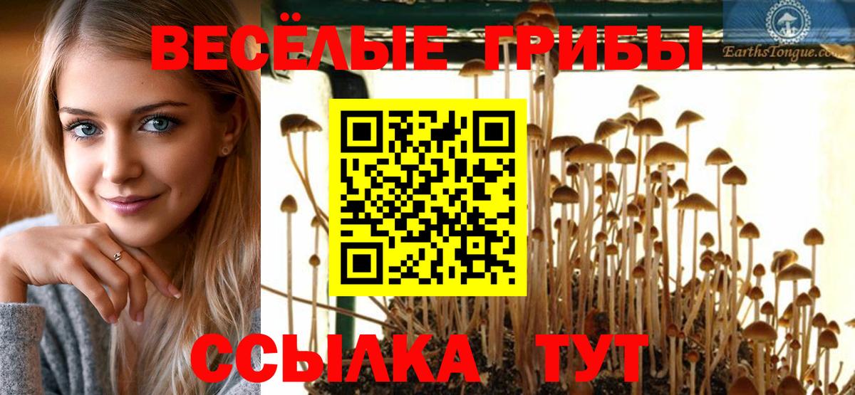 Псилоцибиновые грибы Cubensis  Шадринск  Псилоцибиновые грибы Magic Shrooms 